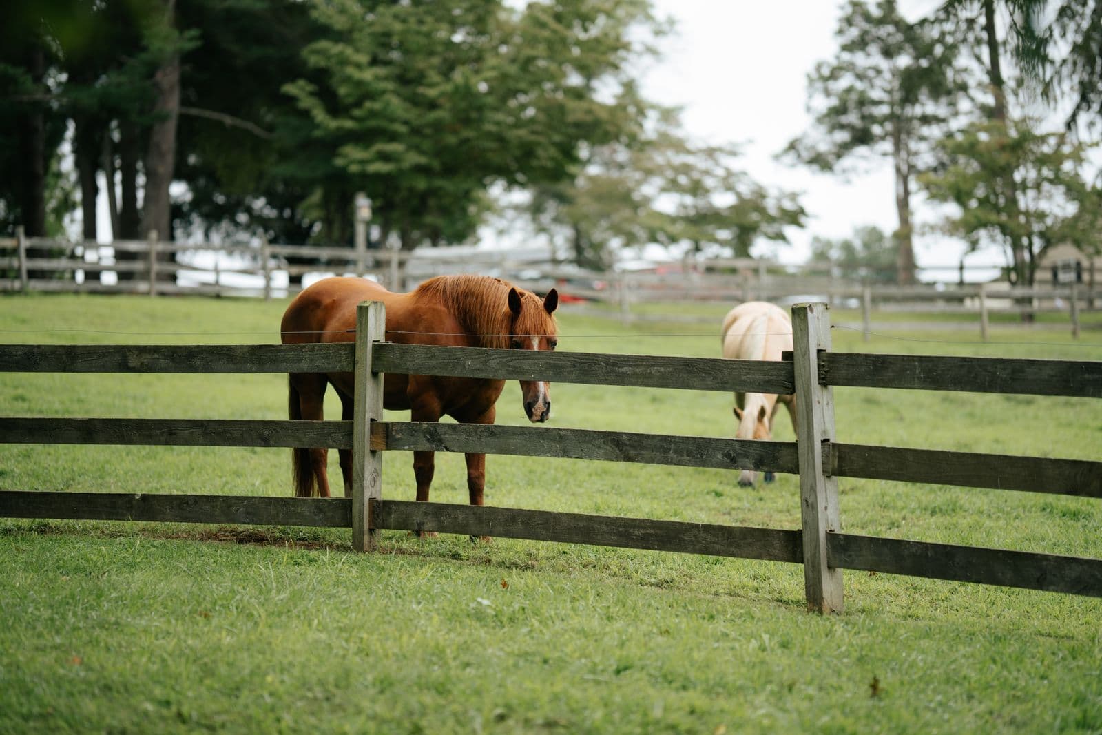 Two horses at a split-rail fence in a bright green pasture